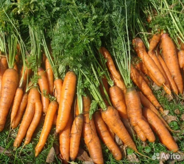 Морковь и свекла оптом