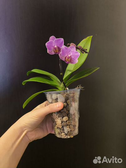 Sogo vivien g01 цветущая