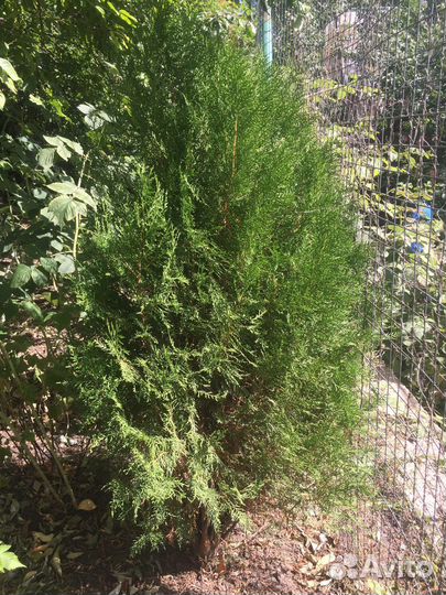 Туя смарагд саженцы