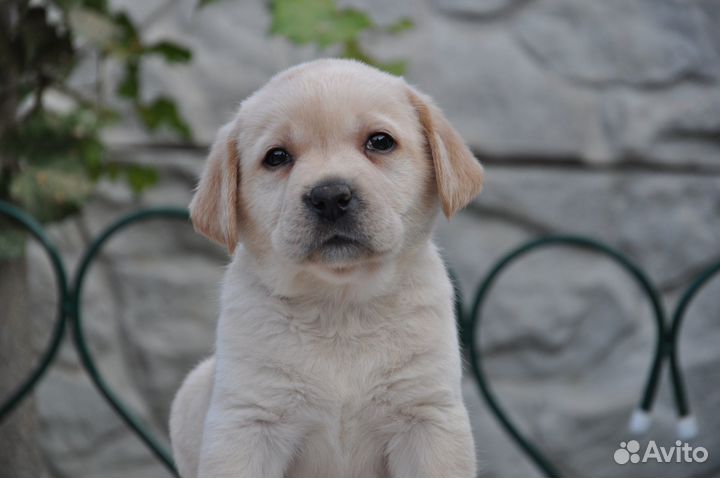 Щенки лабрадора