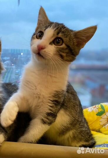 Мальчик популярного биколорного окраса в дар