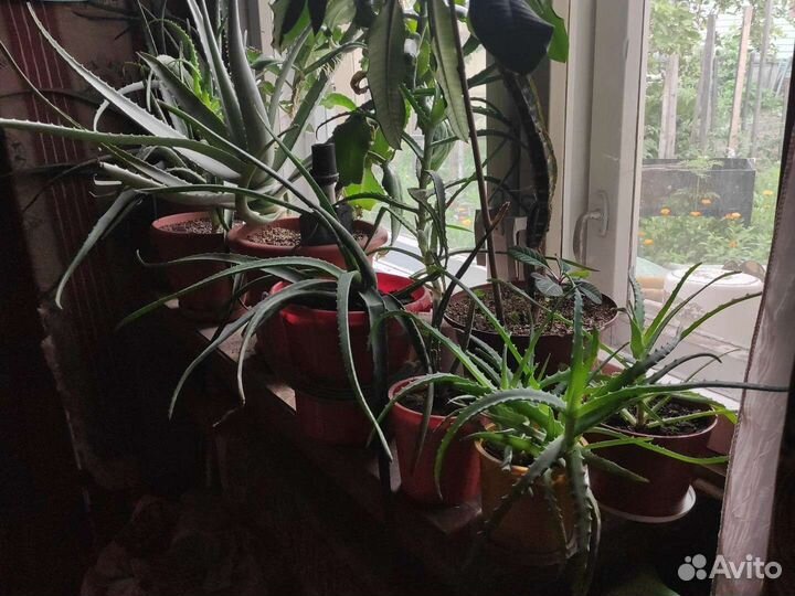 Алоэ Вера, алоэ столетник