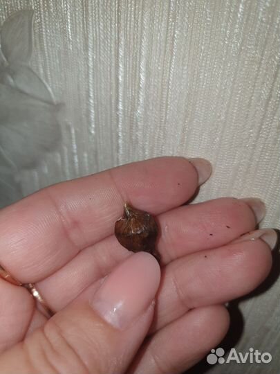 Алоказия полли