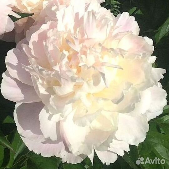 Пионы клубни Ширли Темпл