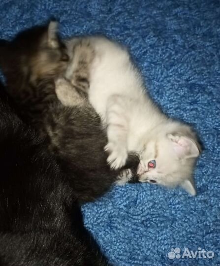 Кошка в дар бесплатно