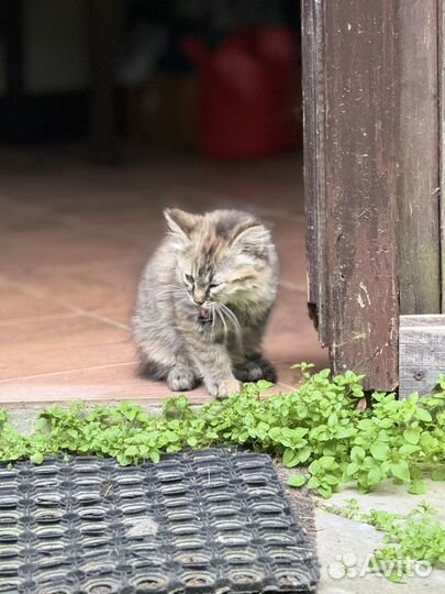 Кошечка в добрые руки