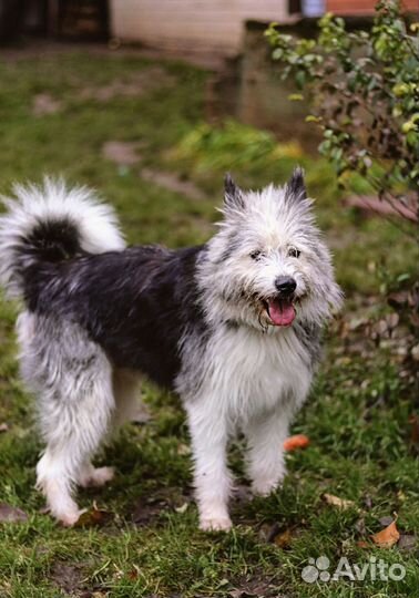 Собака в добрые руки