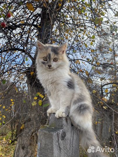 Пушистые котята