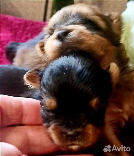 Йоркширский терьер