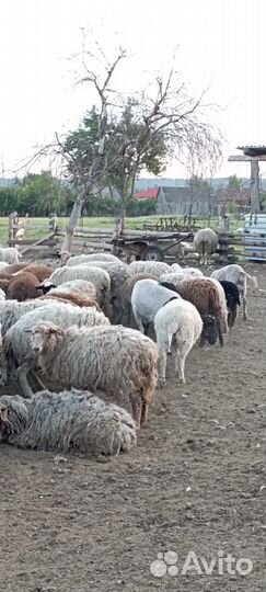 Овцы бараны