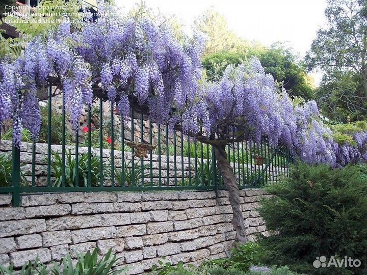 Глициния,кампсисы,кирказон, акебия-лианы для сада