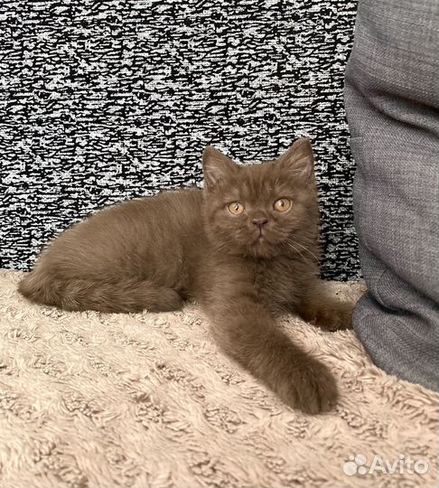 Британские шоколадные котята