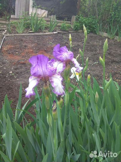 Ирисы