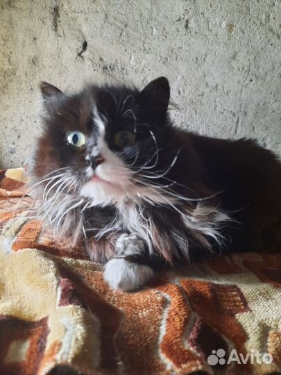 Кошка в добрые руки