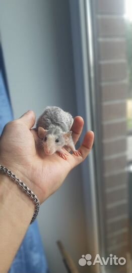 Крыса дамбо с клеткой и кормом