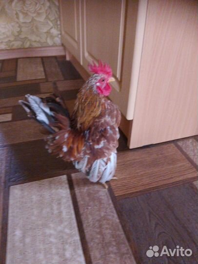 Малазийская серама