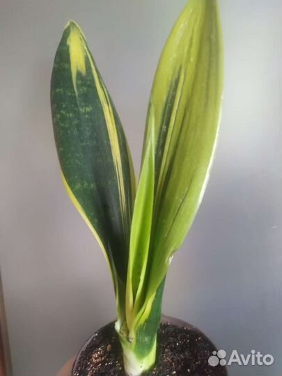 Сансевиерия голден флейм