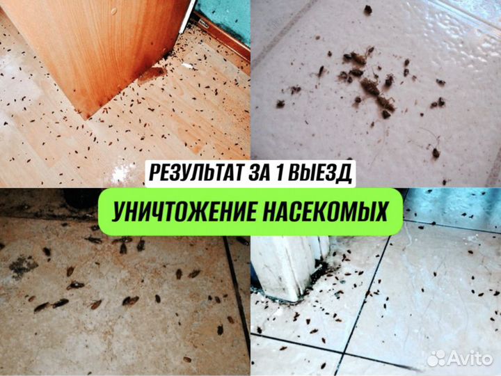 Уничтожение клопов, тараканов, дезинфекция