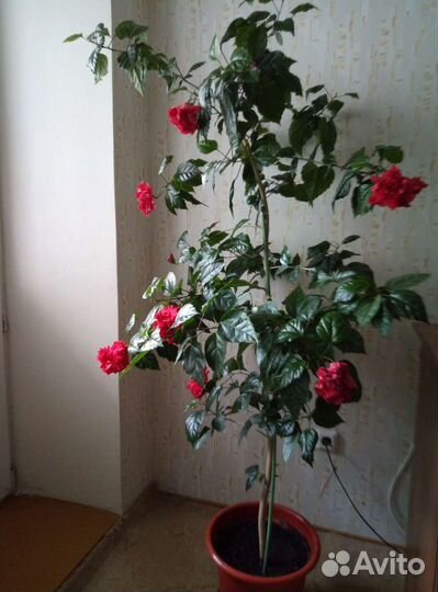 Гибискус(китайская роза)