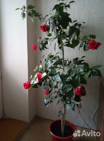 Гибискус(китайская роза)