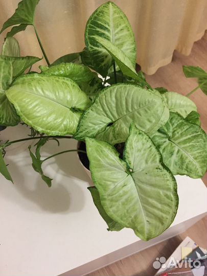 Сингониум Баттерфляй, Неон Пинк', Спер Поинт