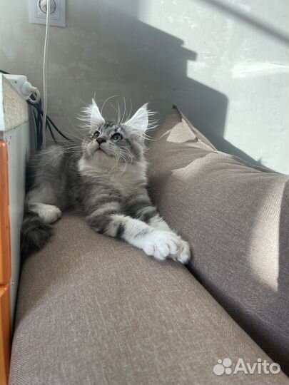 Котенок Мейн-Кун