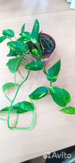 Лиана (сциндапсус)