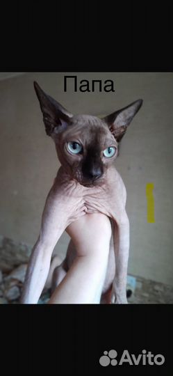 Канадский сфинкс