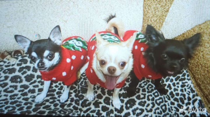 Американский комбинезон для собаки