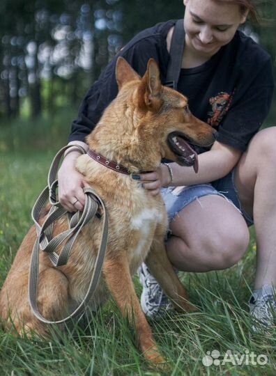 Собака в добрые руки