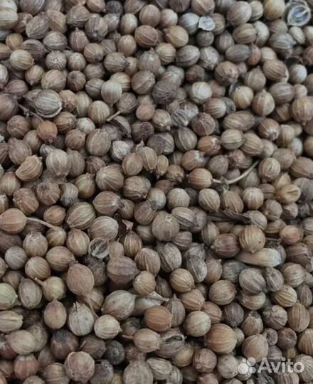 Семена кинзы