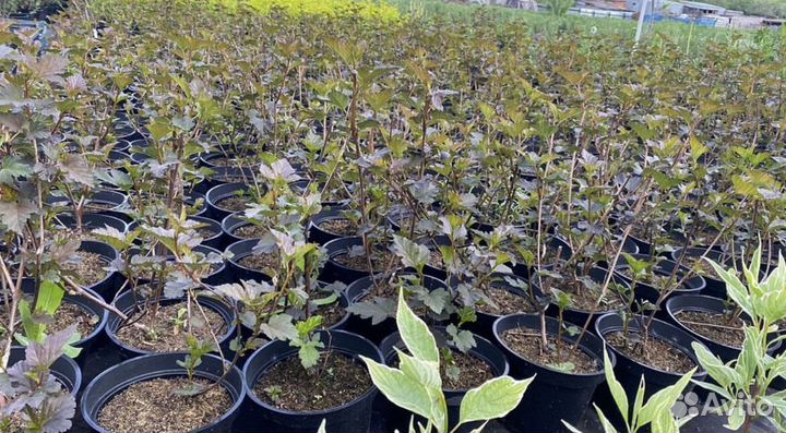 Пузыреплодник оптом