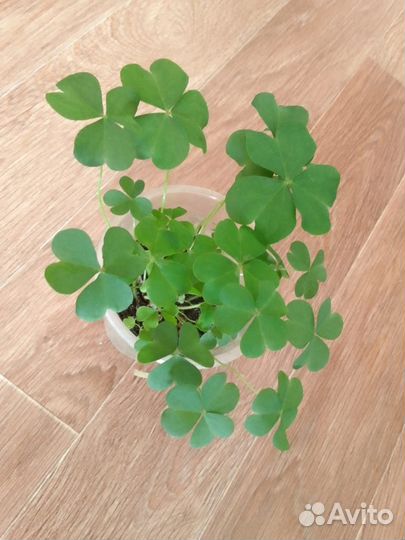 Кислица фиолетовая и зелёная