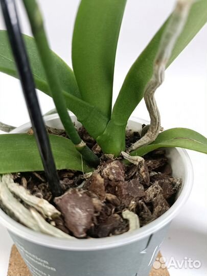 Орхидея Фаленопсис Purpur