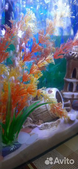 Аквариум