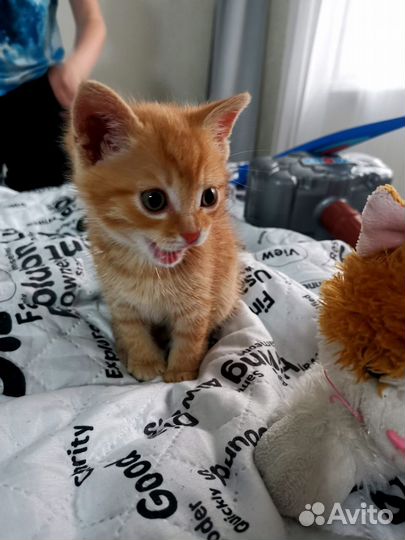 Рыжий котенок
