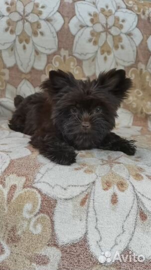 Шоколадная кукла мини