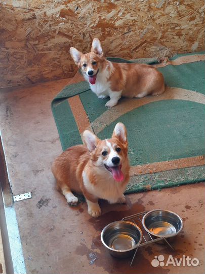 Девочка Вельш Корги