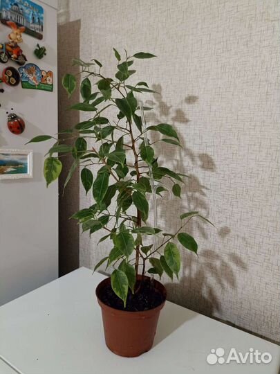 Продам цветы комнатные