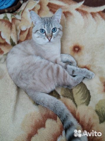 Кот на вязку