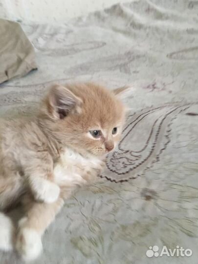 Кошечки в добрые руки
