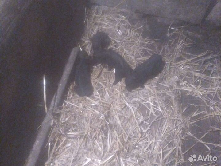 Вьетнамские вислобрюхие поросята