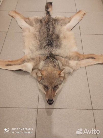 Тамбовский волк