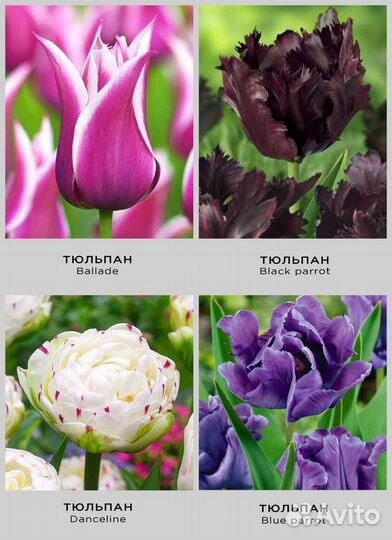 Луковицы Тюльпанов