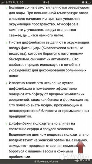 Диффенбахия древовидная (Прелестная)