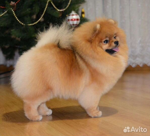 Стрижка шпицев, породный груминг