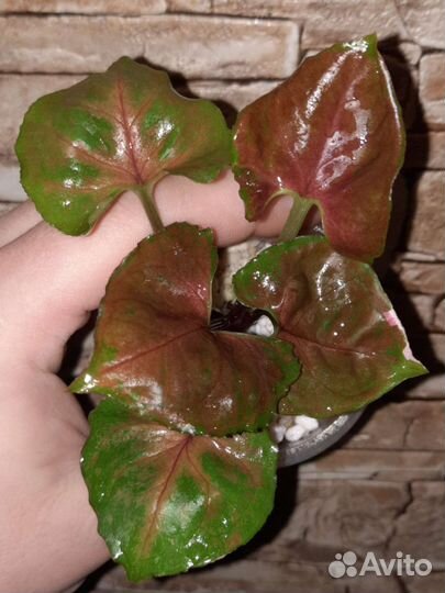 Сингониум клубничный лёд,грин арроу Мутейше,Регина