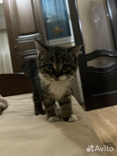 Домашние животные котята
