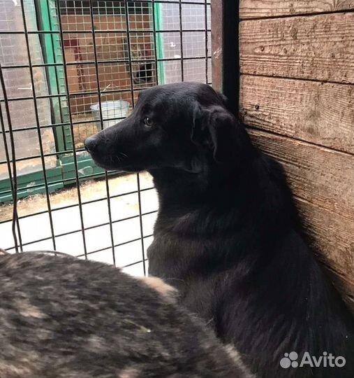 Недоверчивый Яша