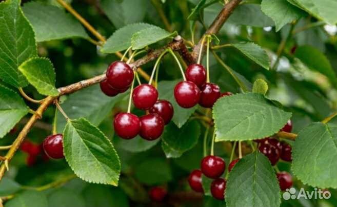 Саженцы вишни